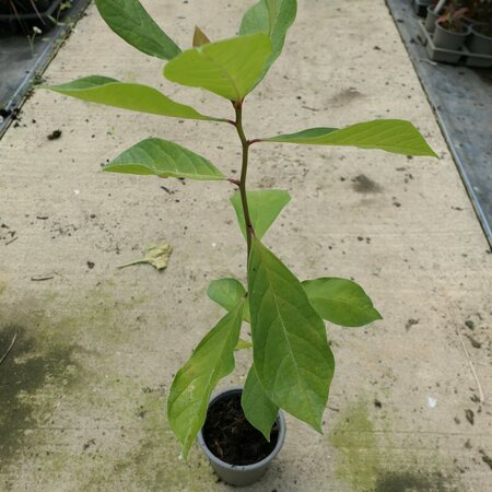 Nyssa sylvatica [Exbury seeds]
