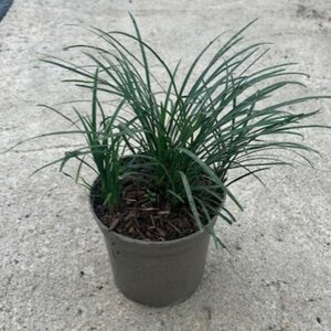 Ophiopogon japonicus