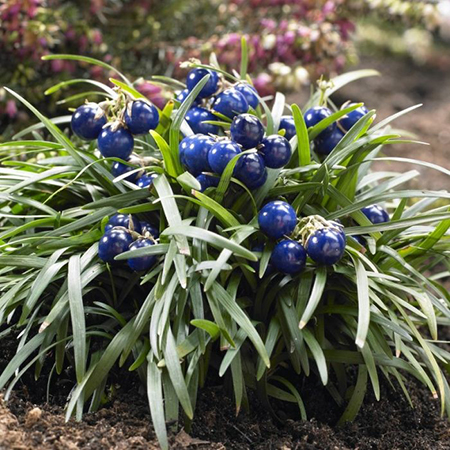 Ophiopogon japonicus 'Minor'