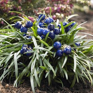Ophiopogon japonicus 'Minor'