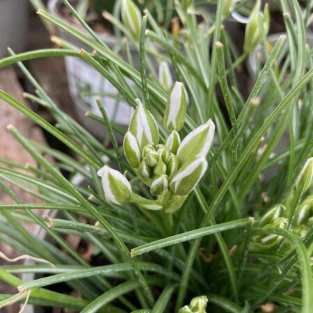 Ornithogalum umbellatum
