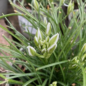 Ornithogalum umbellatum