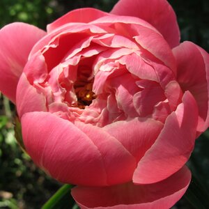 Paeonia 'Coral Charm'