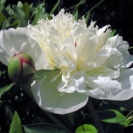 Paeonia lactiflora 'Immaculee'