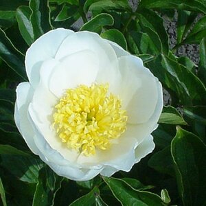 Paeonia lactiflora 'Jan van Leeuwen'