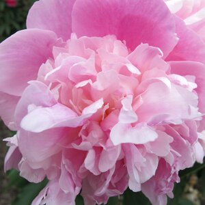 Paeonia lactiflora 'Monsieur Jules Elie'