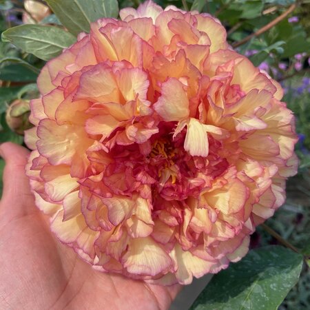 Paeonia suffruticosa 'Kinkaku'