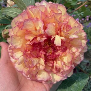 Paeonia suffruticosa 'Kinkaku'