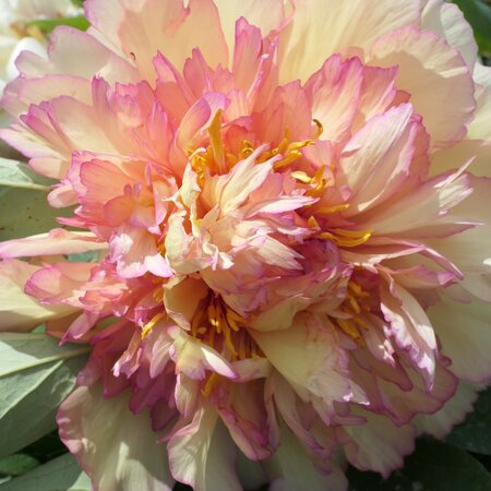 Paeonia suffruticosa 'Kinkaku'
