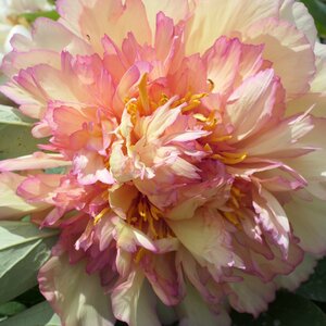 Paeonia suffruticosa 'Kinkaku'
