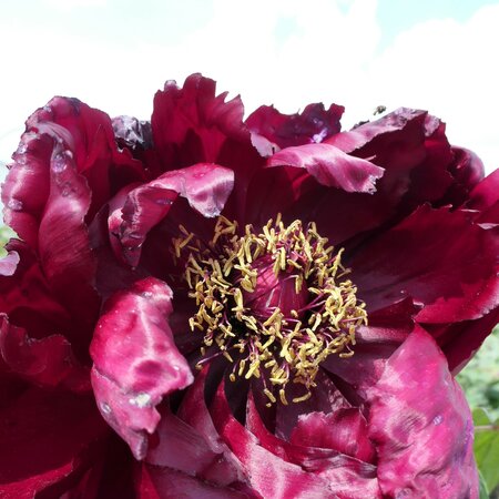 Paeonia suffruticosa 'Kokucho'