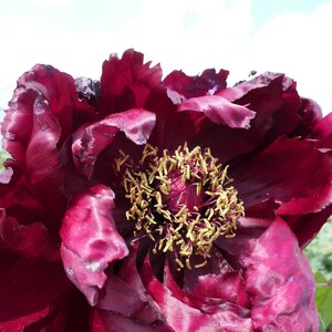 Paeonia suffruticosa 'Kokucho'