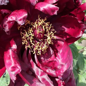 Paeonia suffruticosa 'Kokucho'