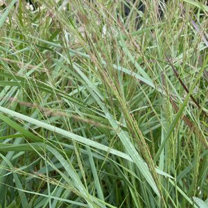 Panicum virgatum 'Squaw'