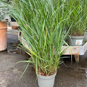 Panicum virgatum 'Squaw'