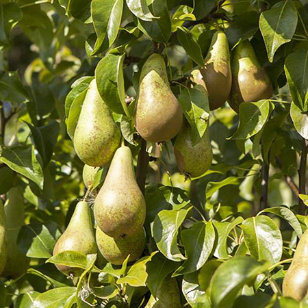 Pear 'Conference'