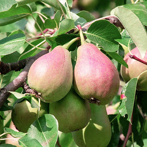 Pear (Pyrus) 'Red Williams'