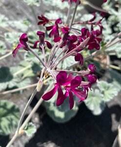 Pelargonium sidoides
