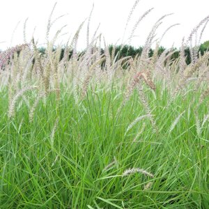 Pennisetum 'Fairy Tails'