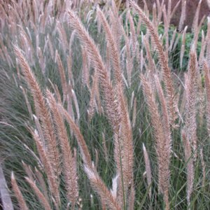 Pennisetum 'Fairy Tails' - image 2