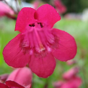 Penstemon 'Garnet' (Andenken an Friedrich Hahn)