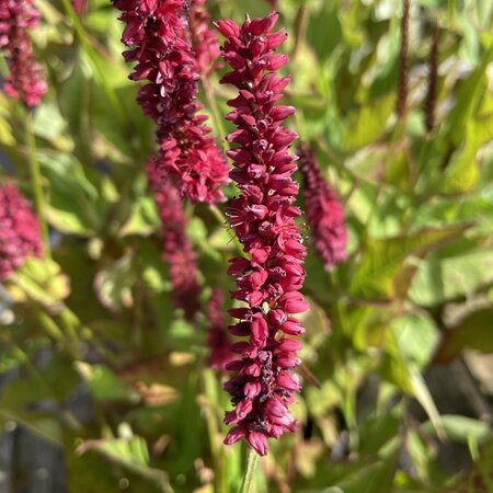 Persicaria amplexicaulis 'Blackfield'