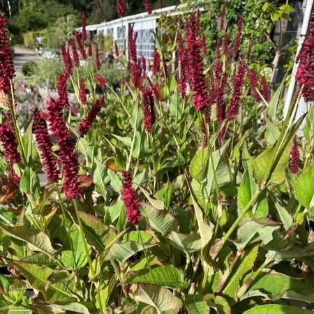 Persicaria amplexicaulis 'Blackfield'