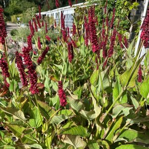 Persicaria amplexicaulis 'Blackfield'