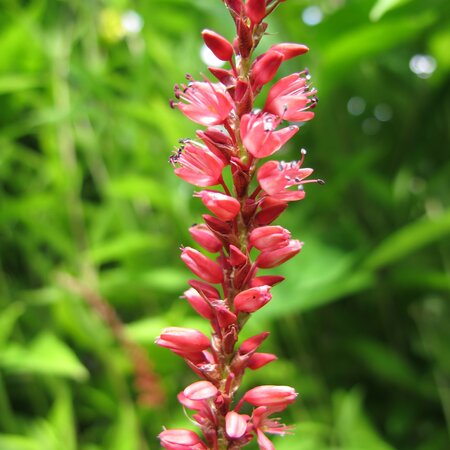 Persicaria amplexicaulis ORANGE FIELD