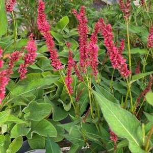 Persicaria amplexicaulis ORANGE FIELD