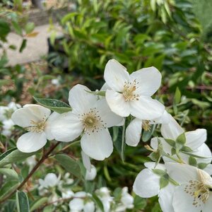 Philadelphus 'Casa Azul'