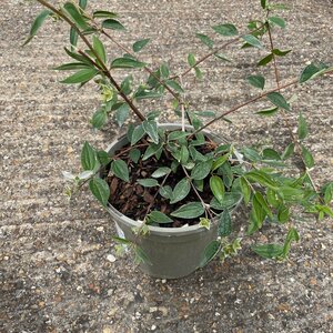 Philadelphus 'Casa Azul'