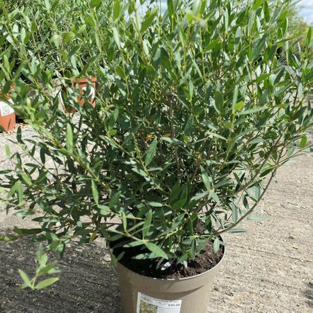 Phillyrea angustifolia