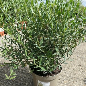 Phillyrea angustifolia