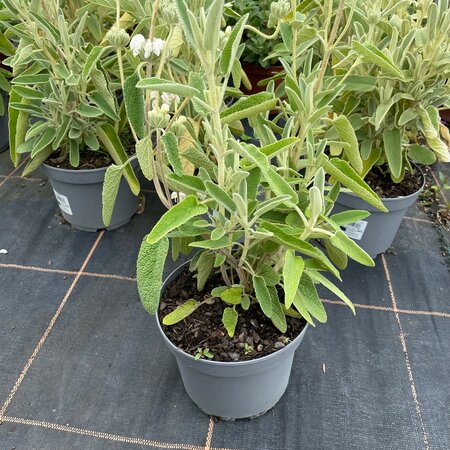 Phlomis purpurea 'Alba'