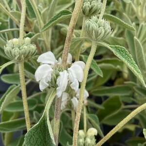 Phlomis purpurea 'Alba'
