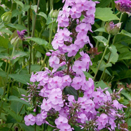 Phlox maculata 'Rosalinde'