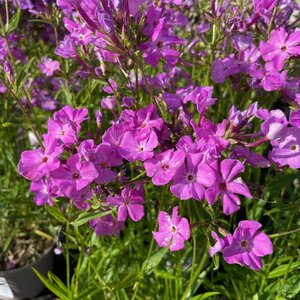 Phlox 'Opening Act Romance'