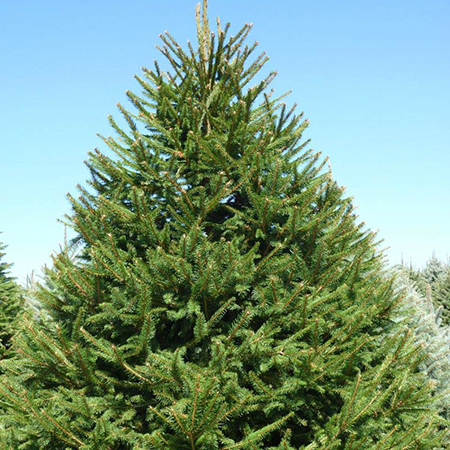 Picea abies