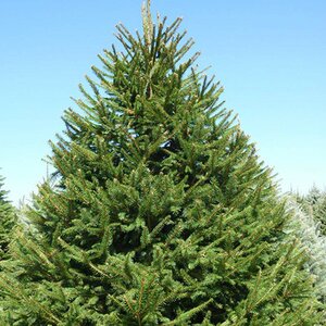 Picea abies