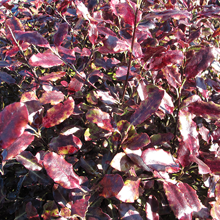 Pittosporum tenuifolium 'Tom Thumb'