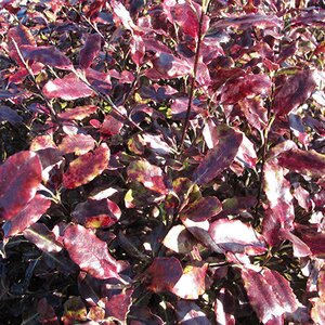 Pittosporum tenuifolium 'Tom Thumb'