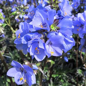 Polemonium 'Bressingham Purple'