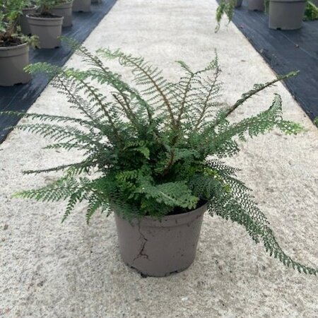 Polystichum setiferum Divisilobum