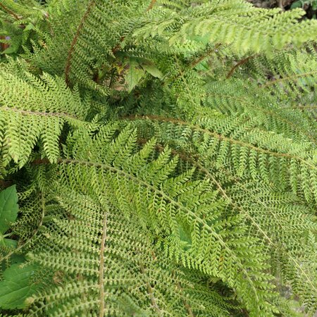 Polystichum setiferum 'Herrenhausen'