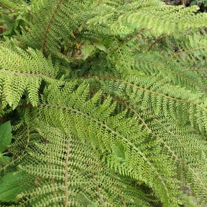 Polystichum setiferum 'Herrenhausen'