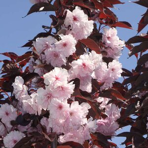 Prunus 'Royal Burgundy'