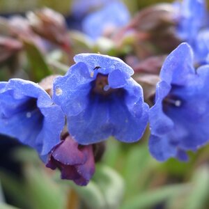 Pulmonaria 'Blue Ensign' - image 3