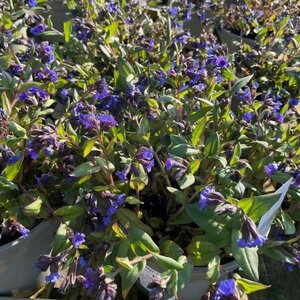 Pulmonaria Blue Ensign