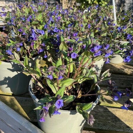 Pulmonaria Blue Ensign